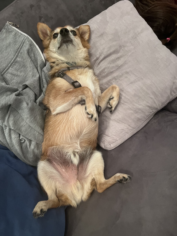 [Image: 6-C438-C39-FAE3-435-F-8-CB3-5287-BCC9586-F.jpg]