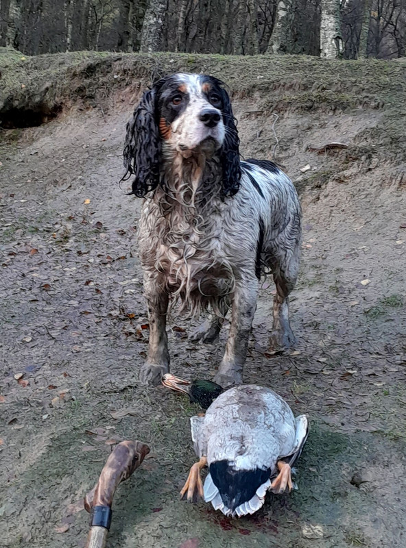 INCA at BOGNIE 4 111123