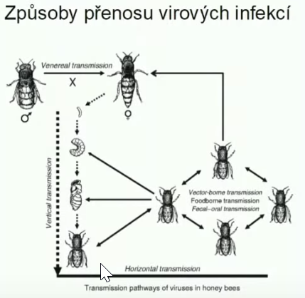 PŘÍČINY PODZIMNÍCH ÚHYNŮ - Zdeněk Klíma39
