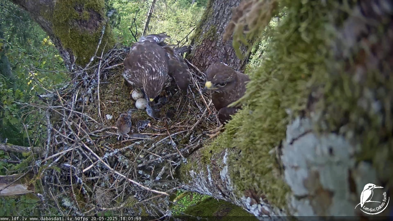 Melnās klijas (Milvus migrans) Kurzemē_ peļu klijāni (Buteo buteo) 13-26-29 screenshot