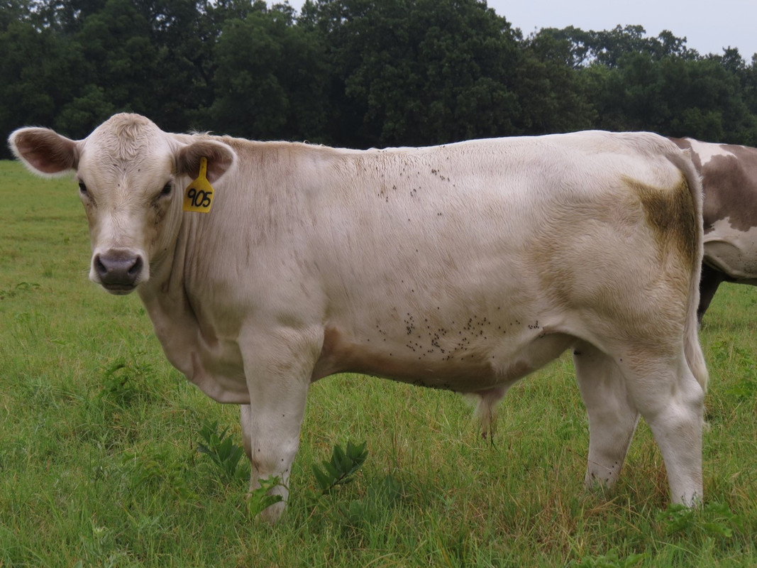 905 Bull (4.5 months)