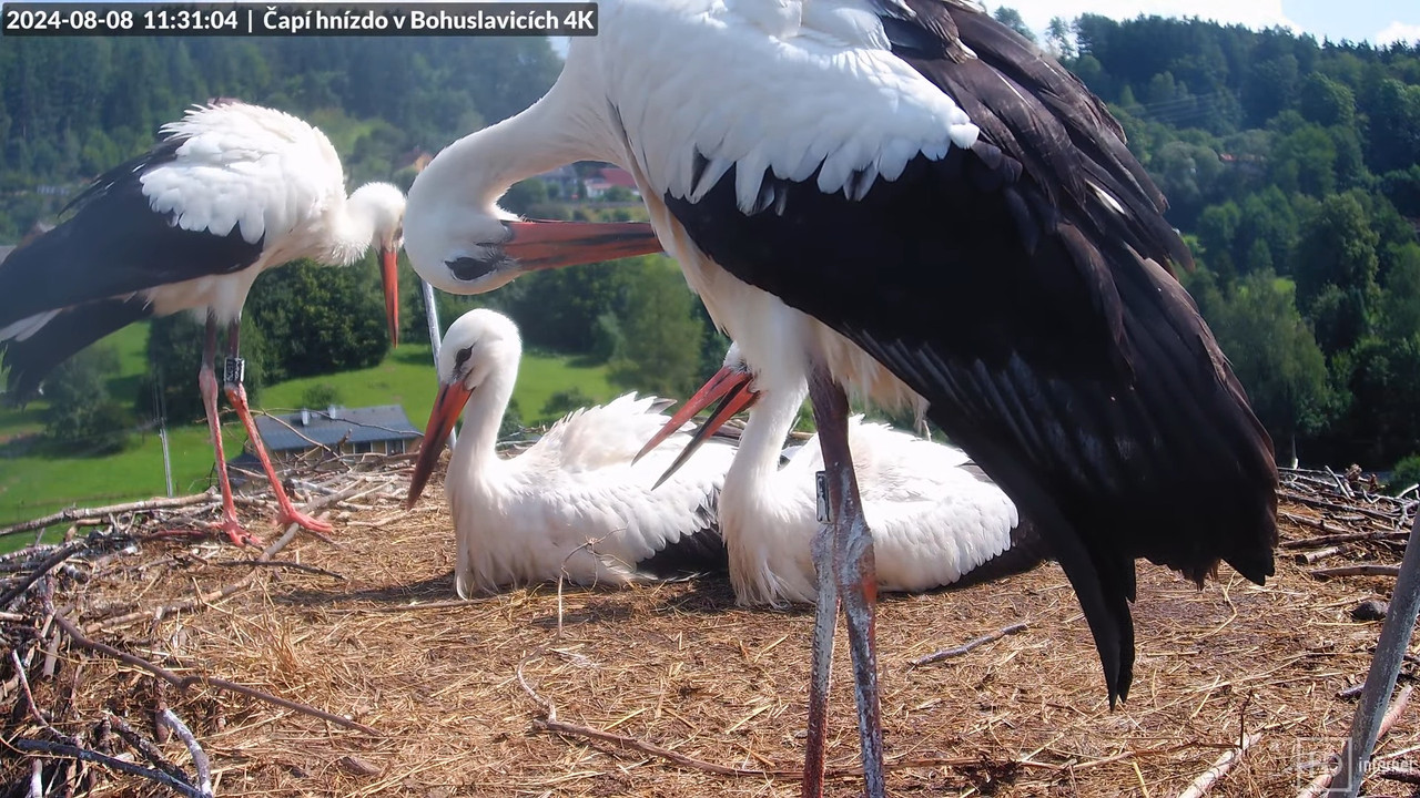 Tiešraidē no uzņēmuma KARA stārķa skursteņa Bohuslavicē pie Trutnovas 9-55-34 screenshot