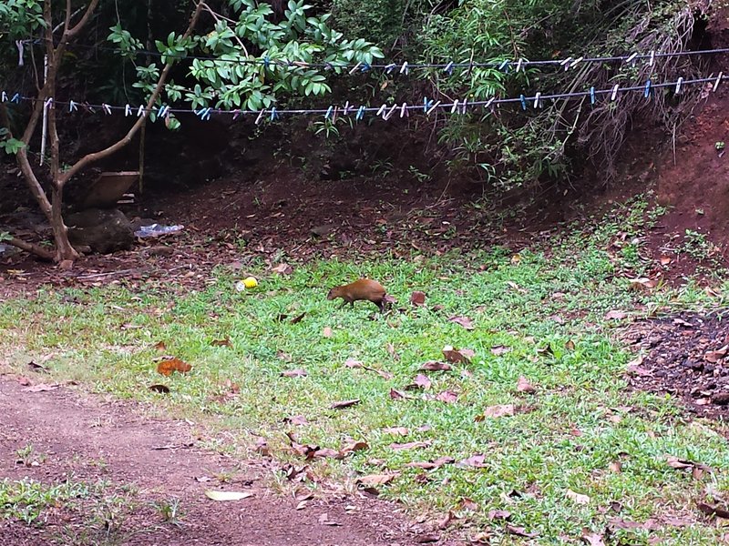 ISLA DE ROATAN-13-9-2017-HONDURAS - Crucero caribeño con MSC OPERA-Septiembre-2017 (18)