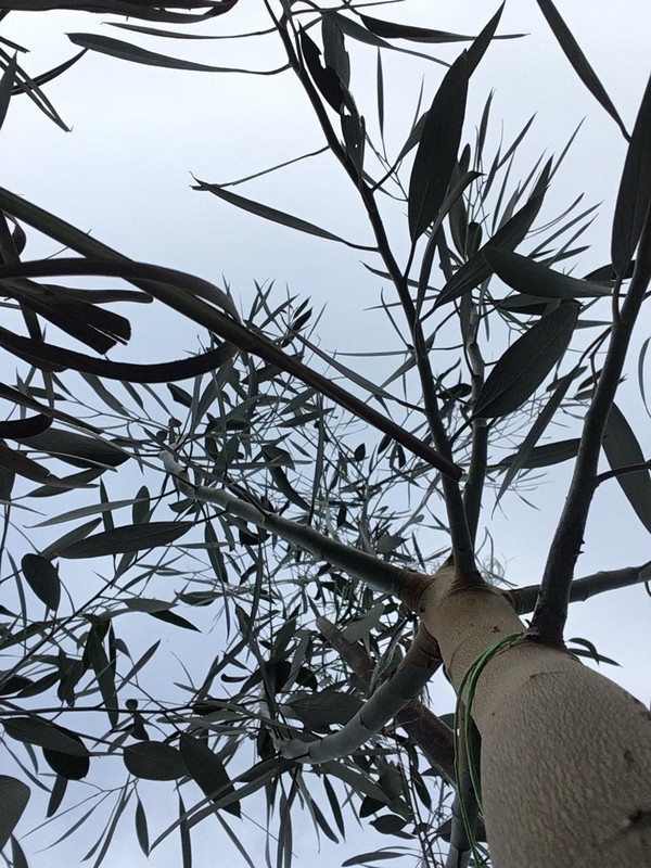 Eucalyptus 46880972-267870100749296-2481617135667773440-n