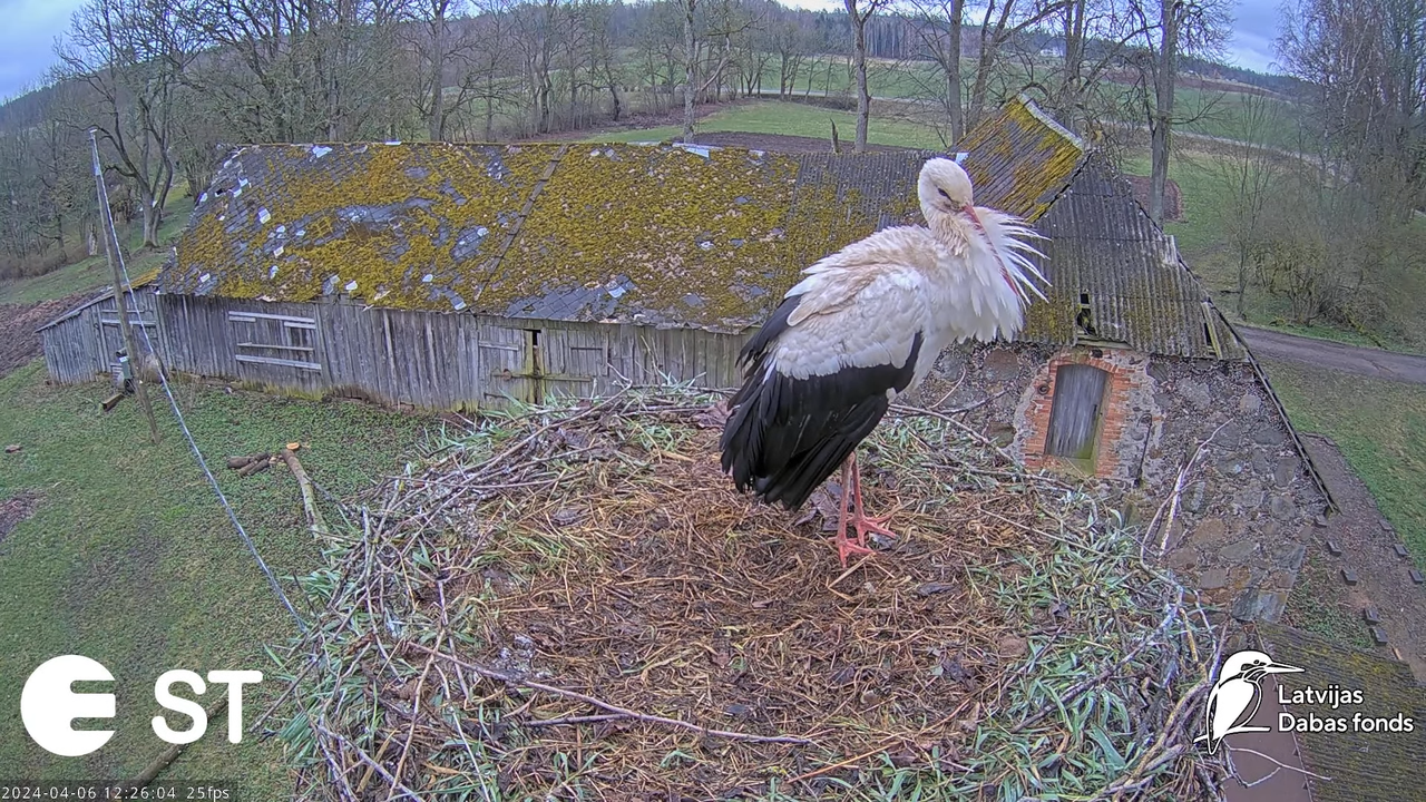 Baltie stārķi (Ciconia ciconia) Tukuma novadā - LDF tiešraide __ White storks in Tukums, Latvia 15-2