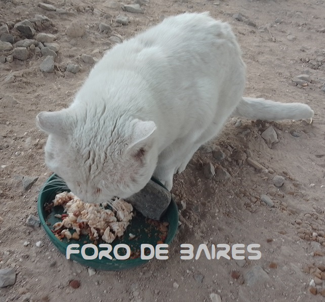 fotogatito2