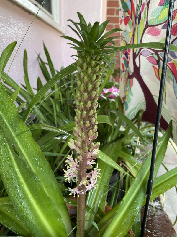 4E803BAC-AFE0-4BA7-B1A8-78773EC1C9D6_1_105_c