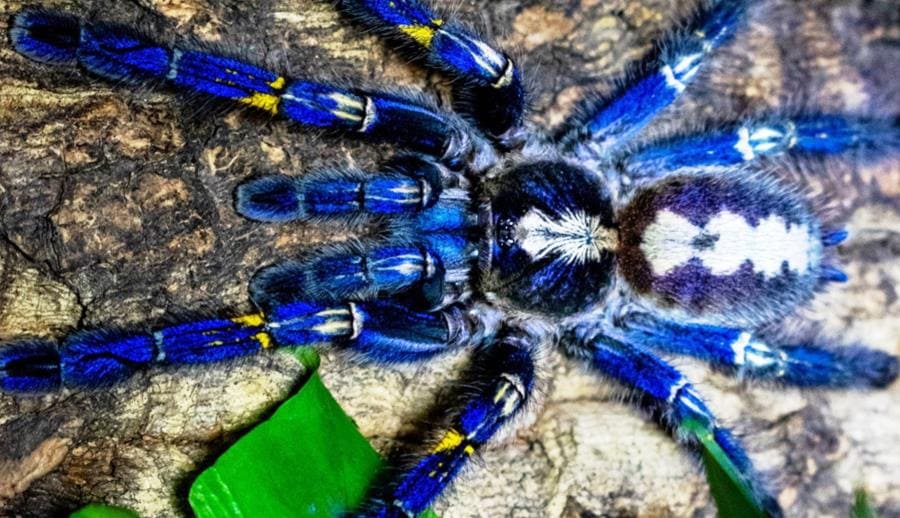 Интересные факты про Poecilotheria metallica - синий драгоценный паук Интересные факты про Poecilotheria metallica - синий драгоценный паук