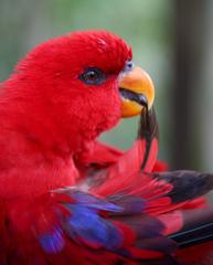 https://i.postimg.cc/zB7db2yn/Red-Lory-(Eos-bornea)-6.jpg