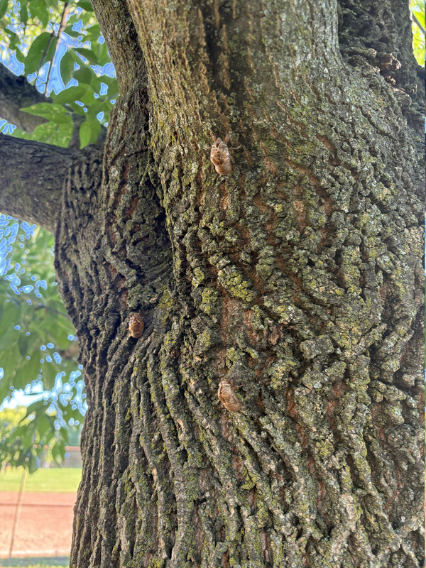 Cicada-2-image-67528705.jpg