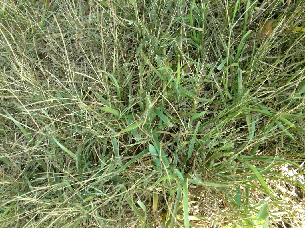 Killing Bermuda in St. Augustine (the easy way?) Lawn Care Forum
