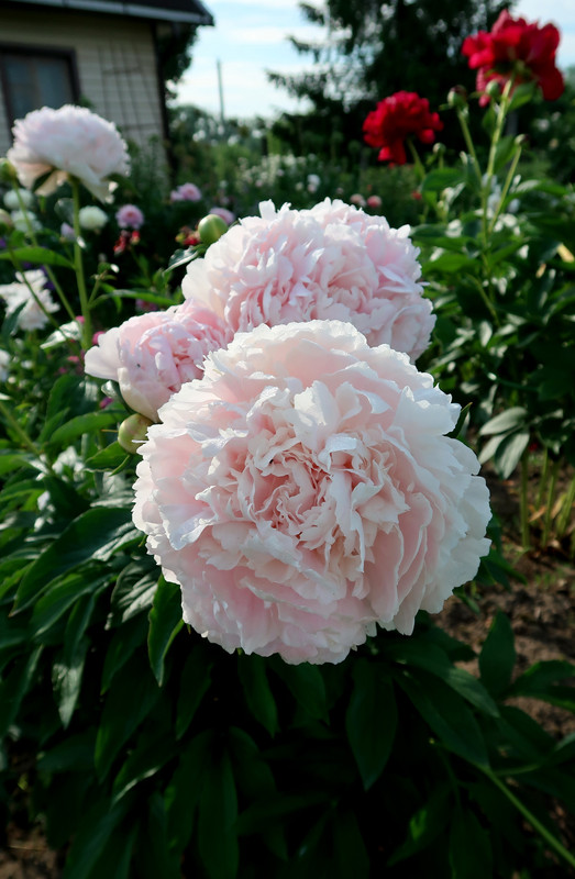 19Пион Klehm's Pink Unknown 1
