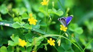 Thơ Nguyễn Thành Sáng The-breath-of-spring-yellow-wildflowers-and-blue-butterfly-2560x
