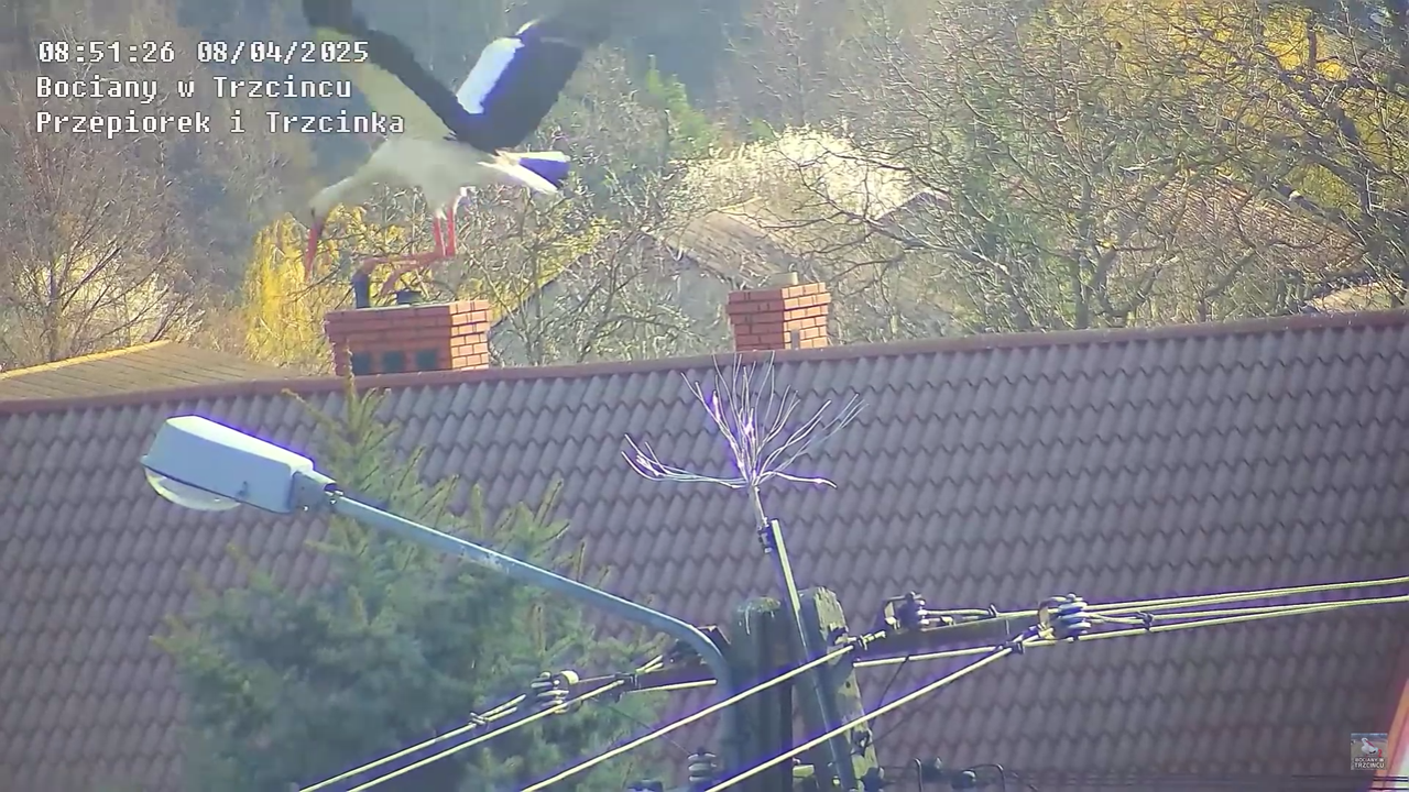 08042025bociannalatarni_16