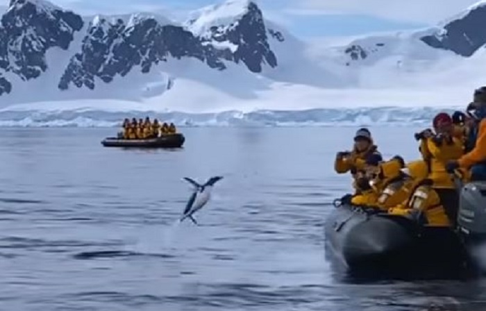 Aksi penguin melompat ke perahu wisata untuk melarikan diri dari paus orca.