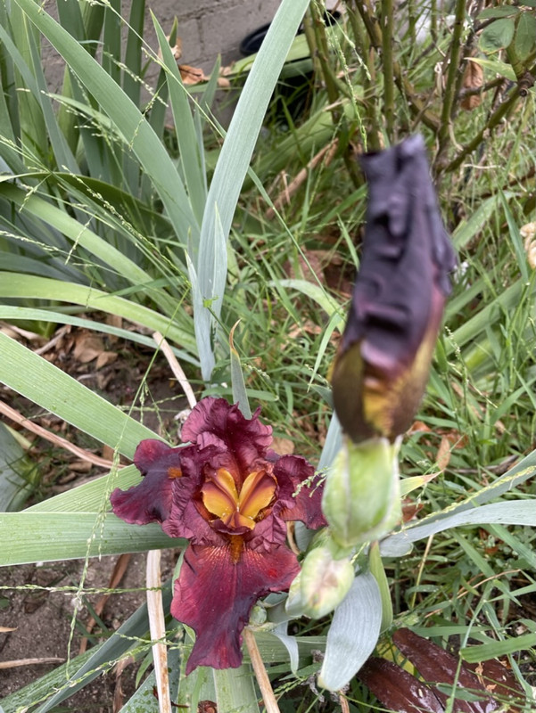 AD16FD1D-0EE1-47B7-90C9-17C4311580A5_1_105_c