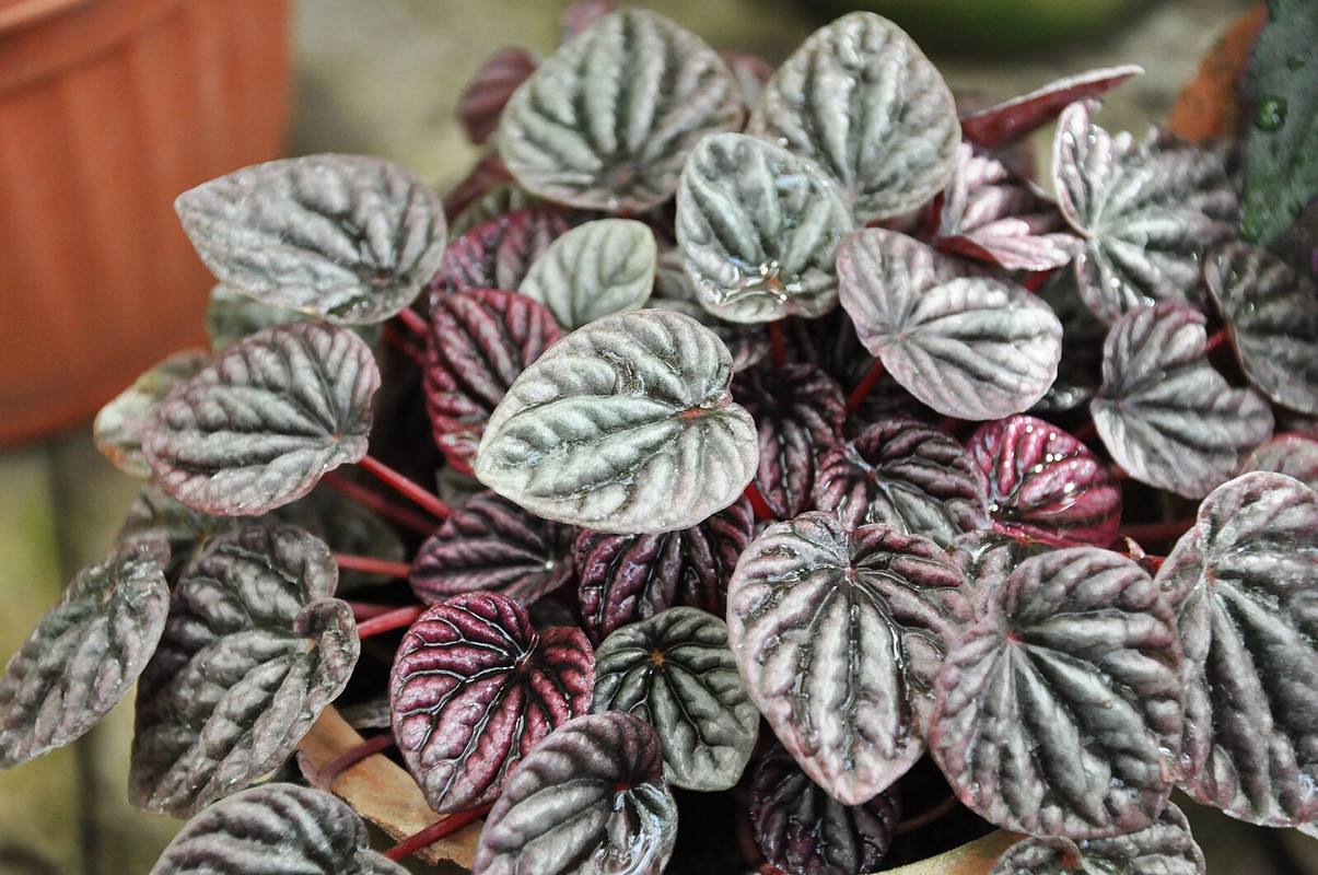 Peperomia 'Burgundy Ripple'
