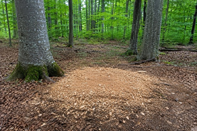 Sol prêt après dessouchage gros chêne - Elven