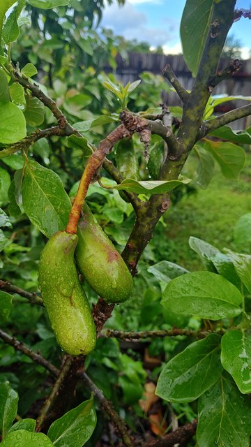 IMG_20250925_154707881_HDR