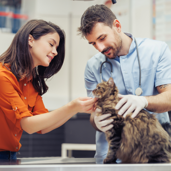 una persona y una persona acariciando a un gato