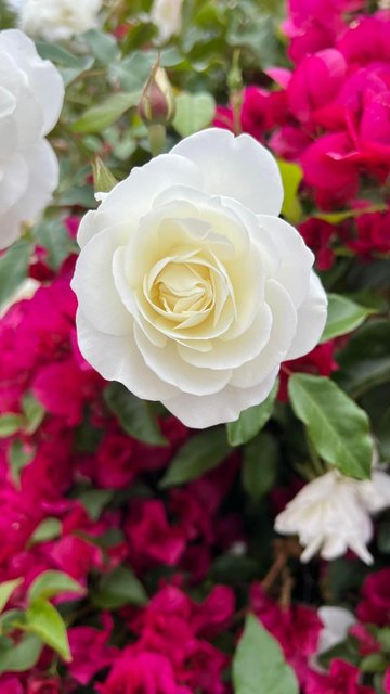 [Image: IMG-6123.jpg]