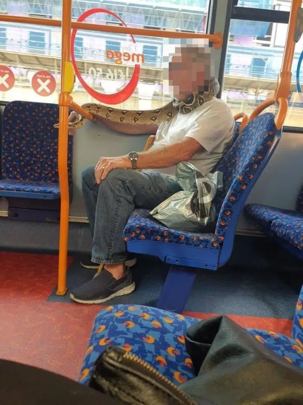Kakek bawa ular di dalam bus