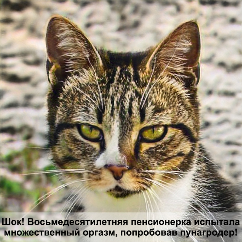 кормушка для кота