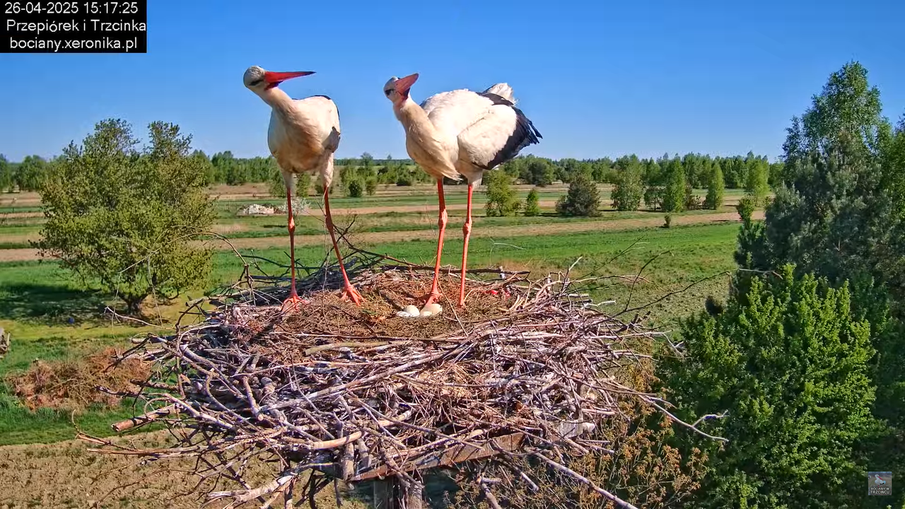 26042025bociany12