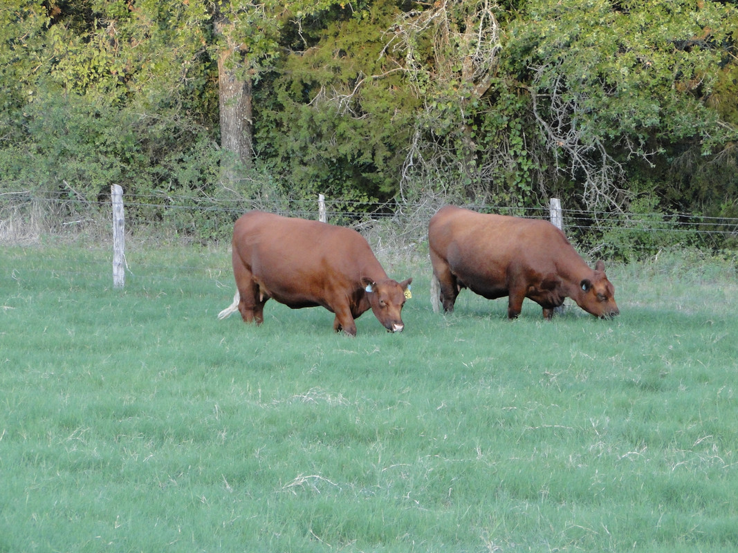 heifers 80-81