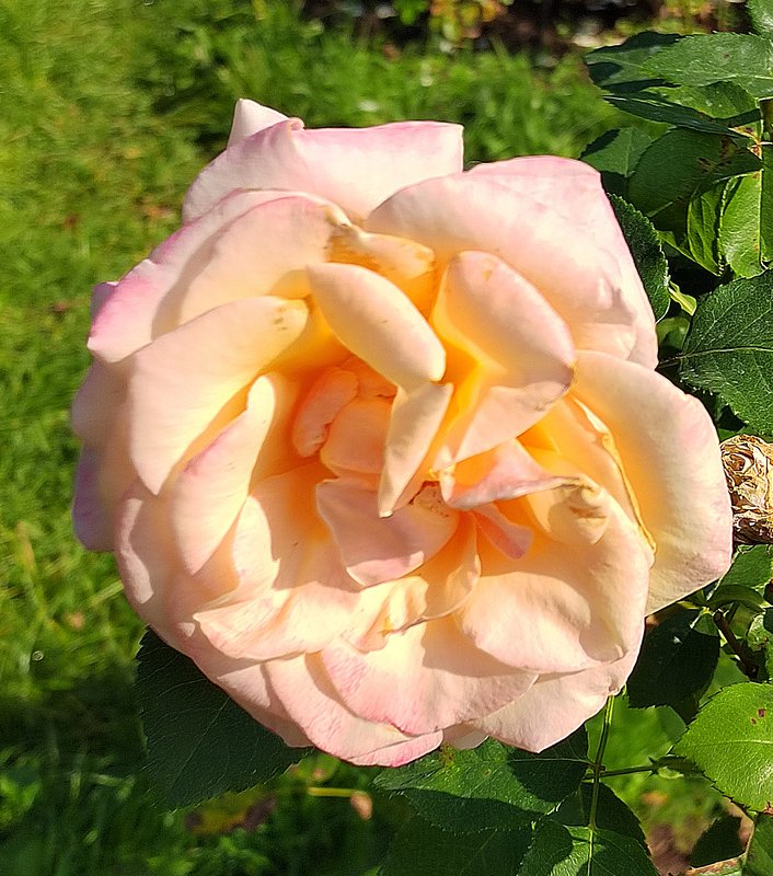 https://i.postimg.cc/zBGNymWC/031-IMG-20240918-120318-edit-281814410284942.jpg
