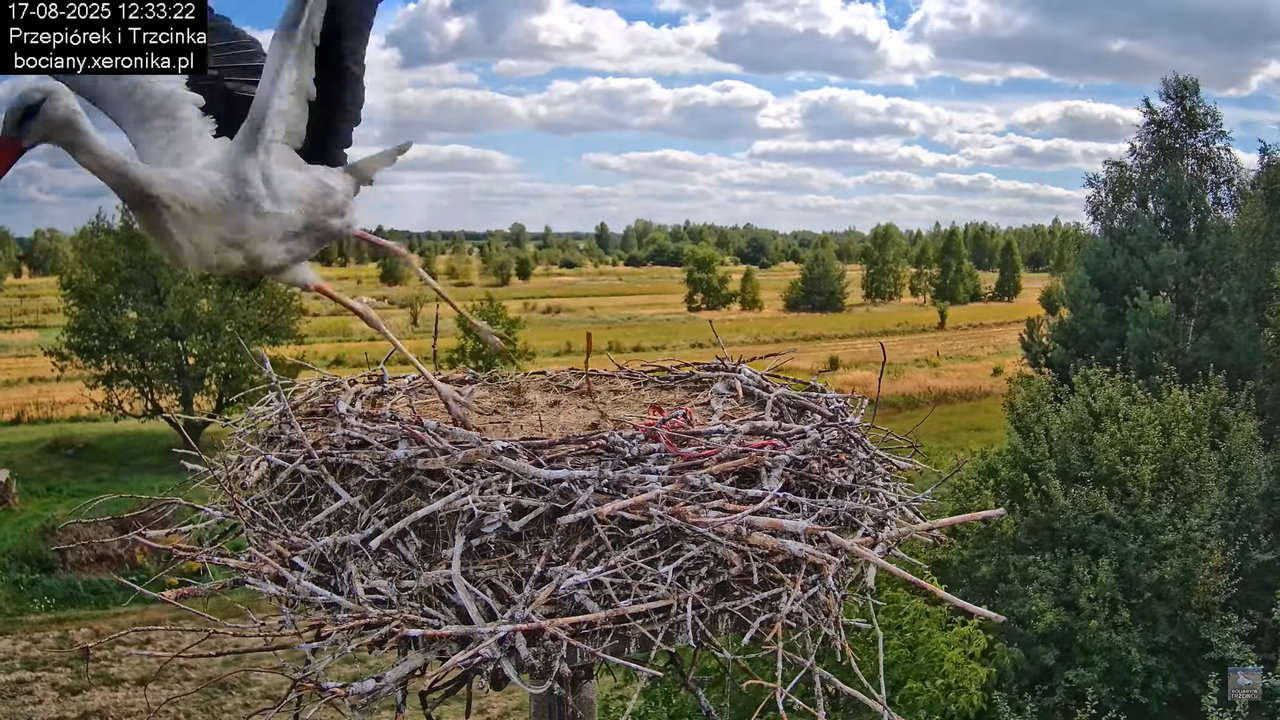17082025bociany33