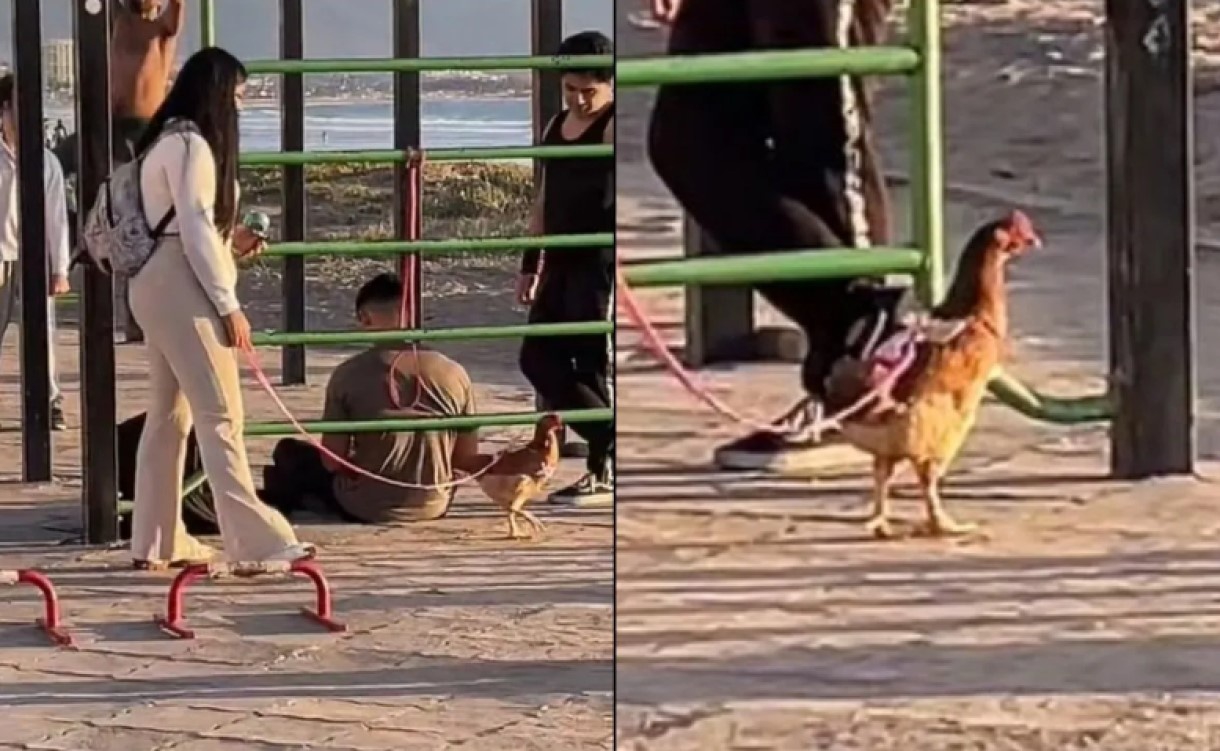 Joven sacó a pasear a su gallina, dieron juntas una vuelta por la playa