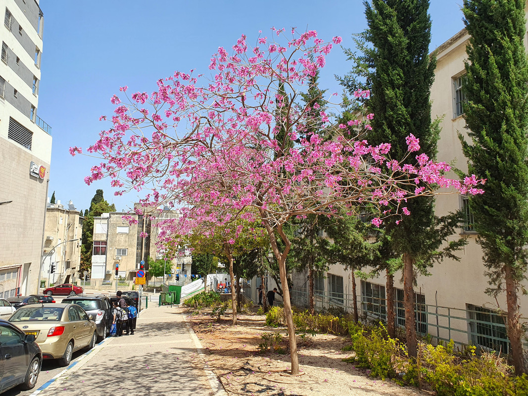 Муравьиные деревья на хайфской улице Довэр Шалом