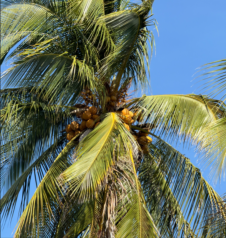 [Image: cocotree18.png]