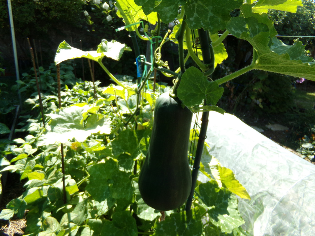 courge sucrine du Berry (2)