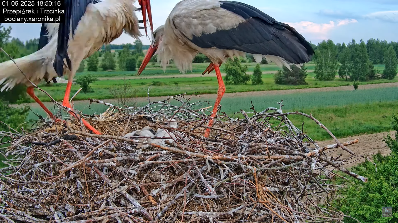 01062025bociany35