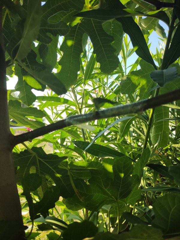 16906456226586470677584244194562