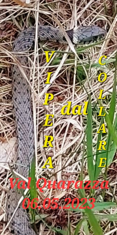 Macugnaga Val Quarazza Con Il Primi Caldi Ecco La Vipera Dal Collare macugnaga-val-quarazza-con-il-primi-caldi-ecco-la-vipera-dal-collare