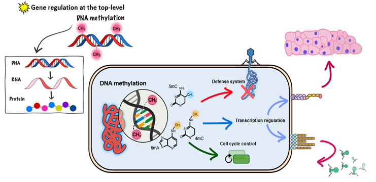 Metagenomic DNA methylation Image