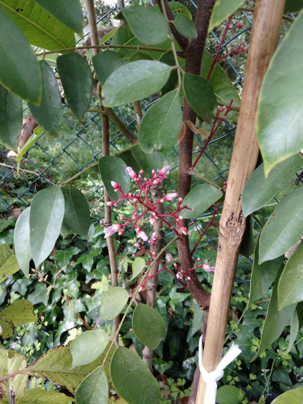 DSC_0305_resized_20190614_101741742