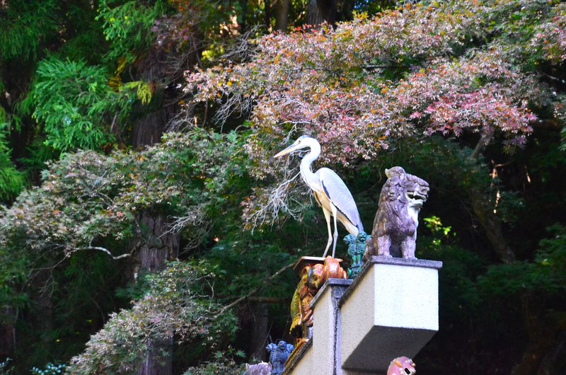 Japón y sus Pueblos-2024 - Blogs de Japon - Heiwa Kannon y Templo Ooyaji-13-11-2024 (49)