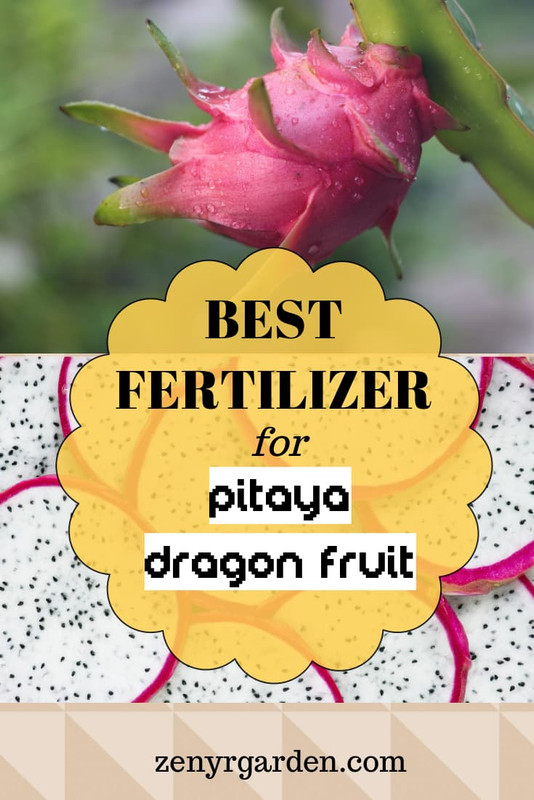 best-fertilizer-for-dragon-fruit-pitaya-plants.jpg