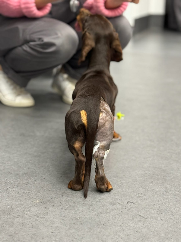 [Image: IMG-20240214-WA0005.jpg]