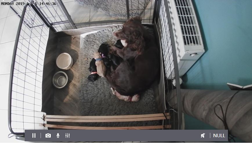 puppycam