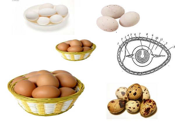 Как употреблять яичные продукты