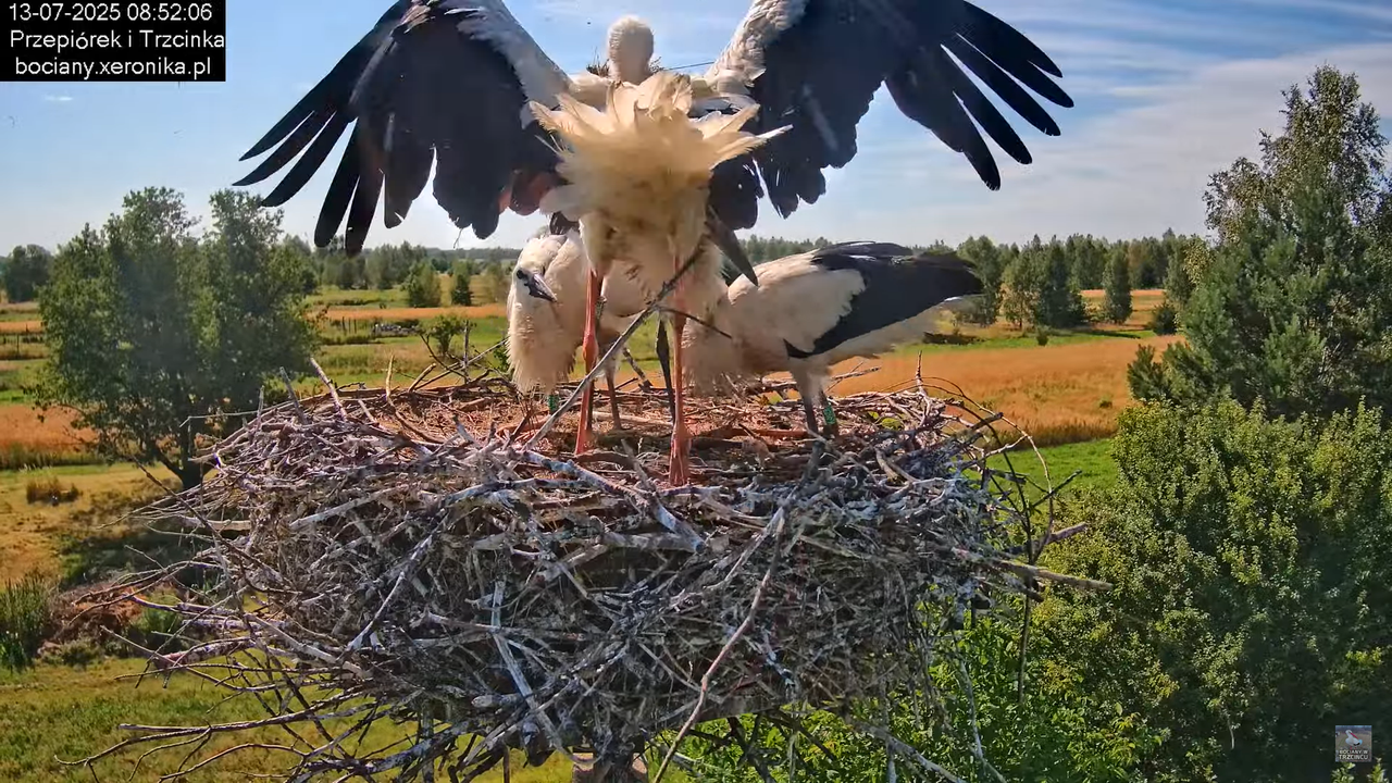 13072025bociany17
