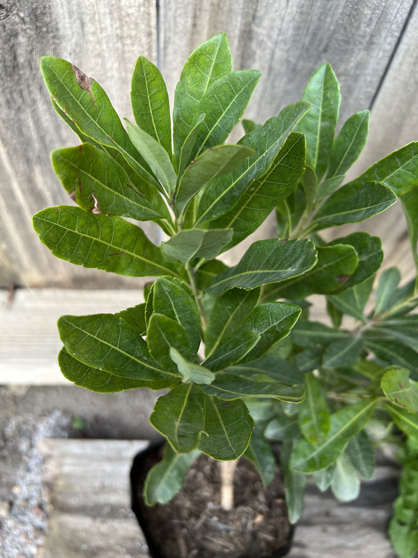 0AEC7FA3-E486-4627-951D-2C322CDCE25A