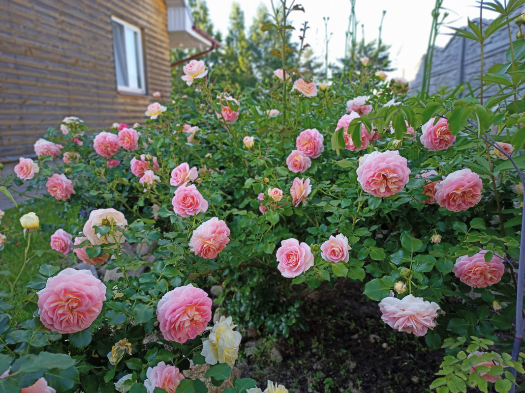 IMG20220627190533