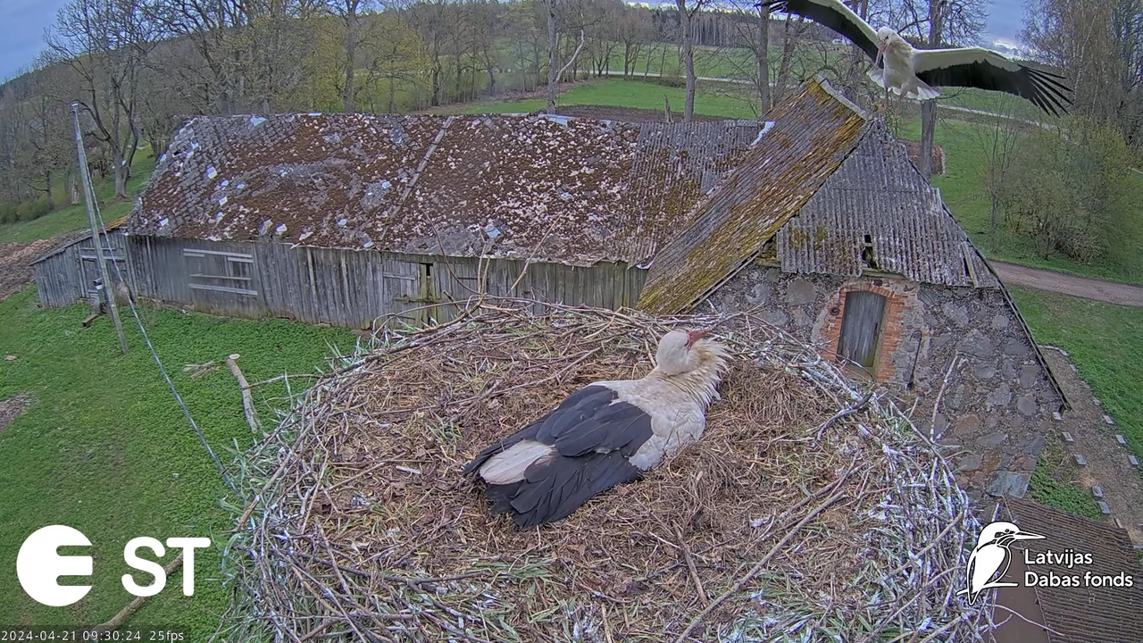 Baltie stārķi (Ciconia ciconia) Tukuma novadā - LDF tiešraide __ White storks in Tukums, Latvia 12-4
