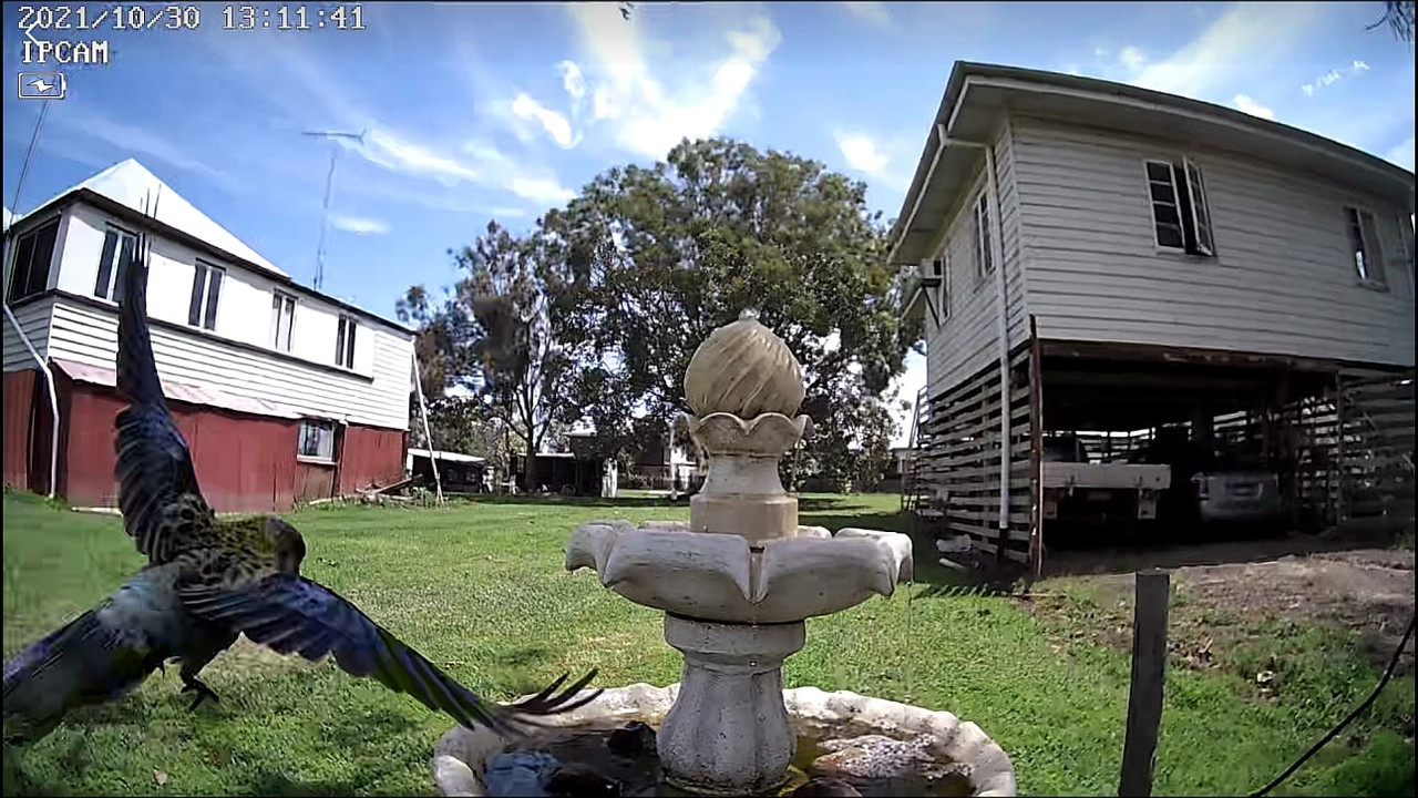 PaleHeaded Rosella_004